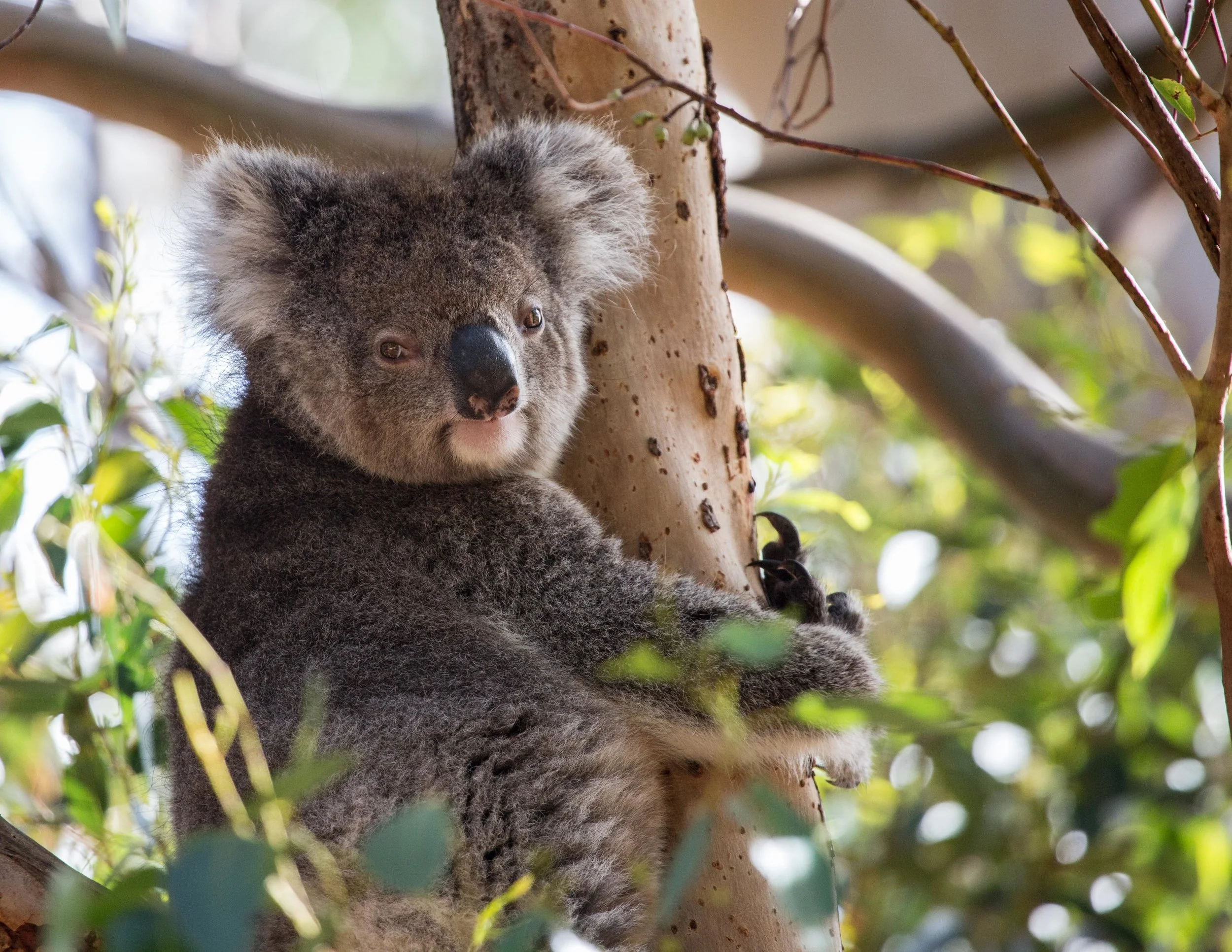 The 11 best places to see wild koalas in Australia — Walk My World